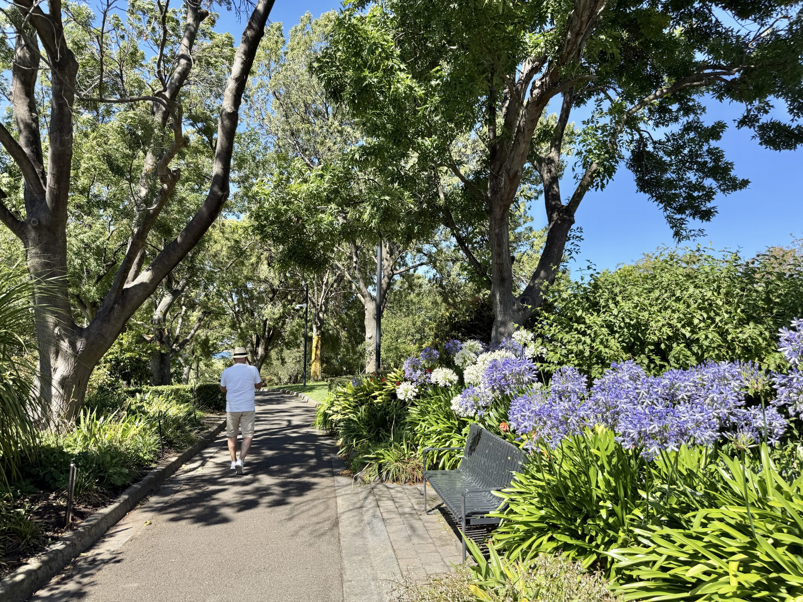 Akazien und Agapanthus im Princess Park