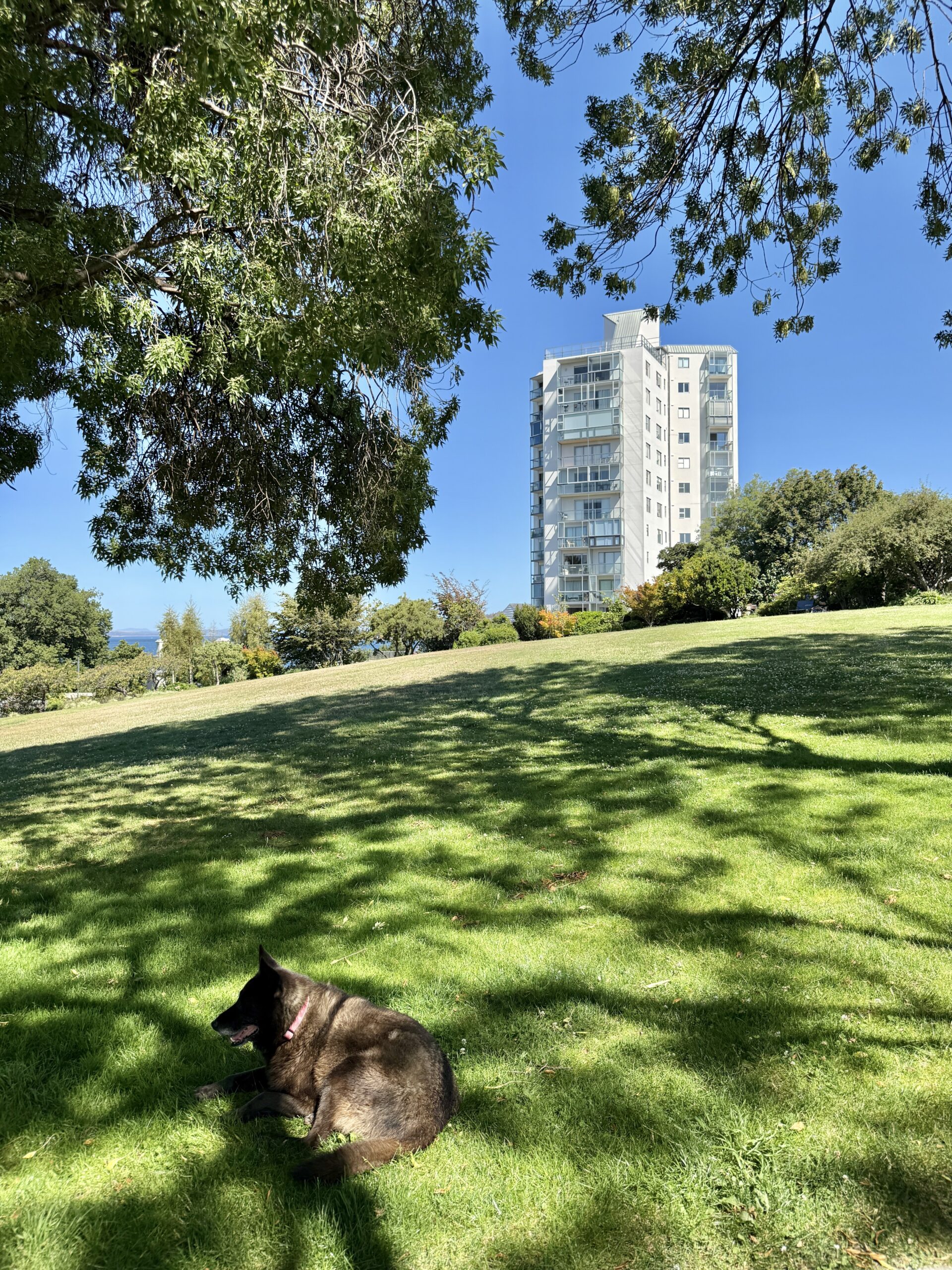 Hunde (und Menschlen) liegen im Schatten unter den Bäumen des Parks