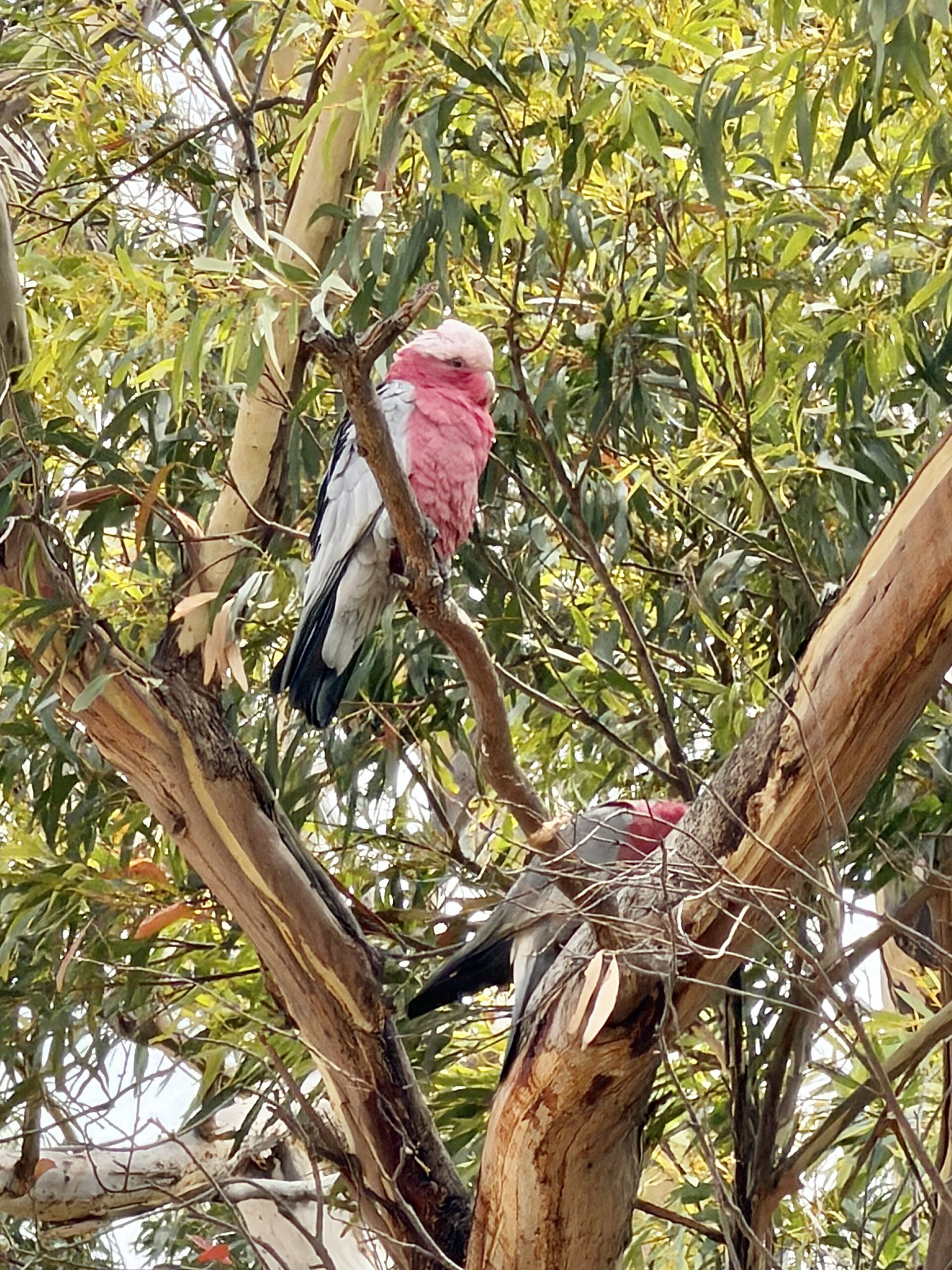 Rosakakadus machen viel Lärm in den Bäumen und im Flug