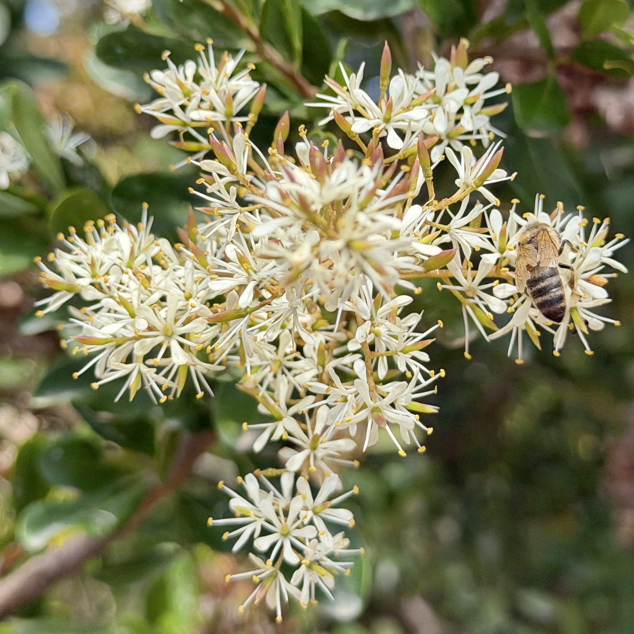 Bursaria spinosa (australischer Dornstrauch)