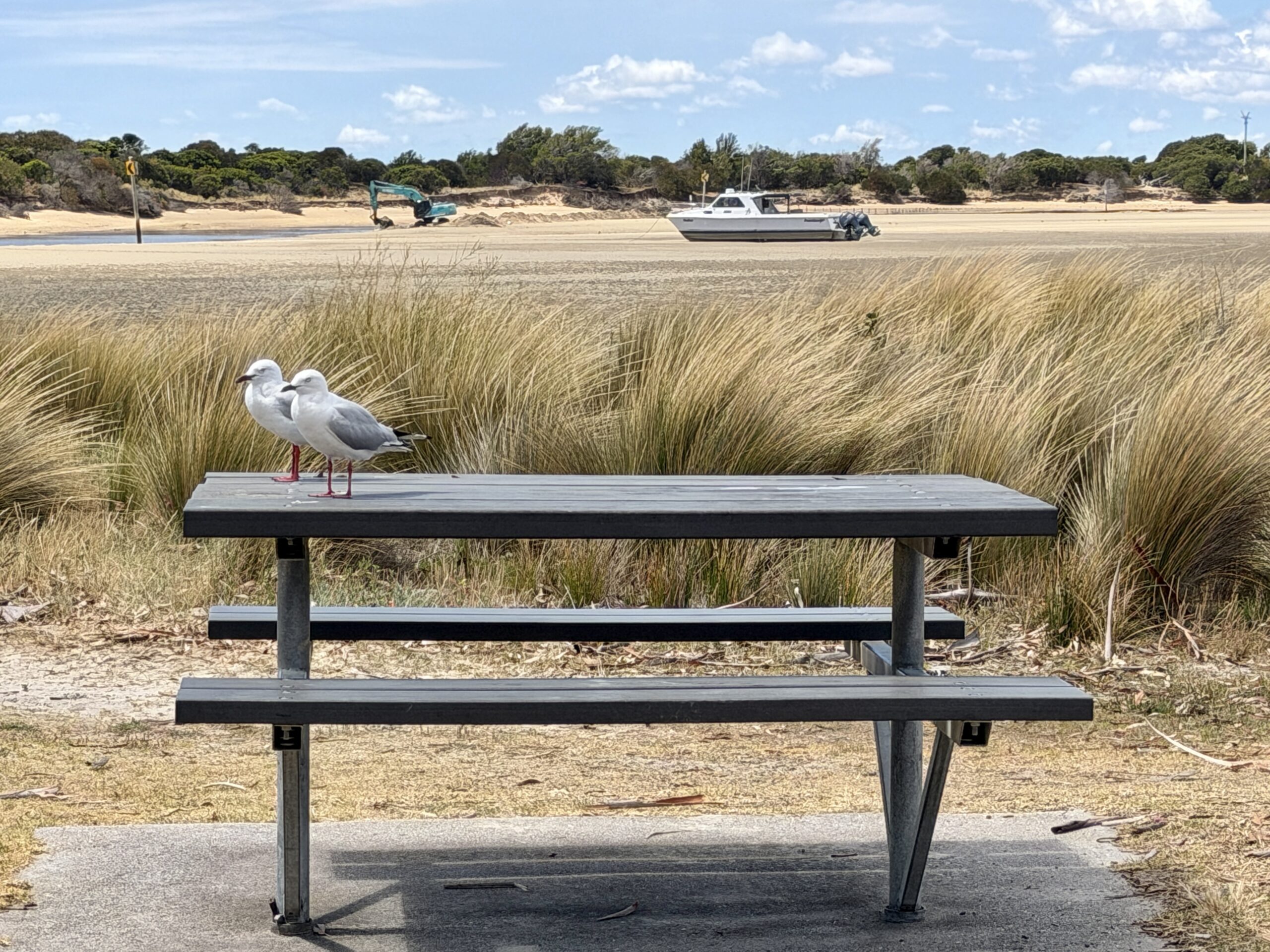 ... nur den Silberkopfmöven macht das nichts aus 