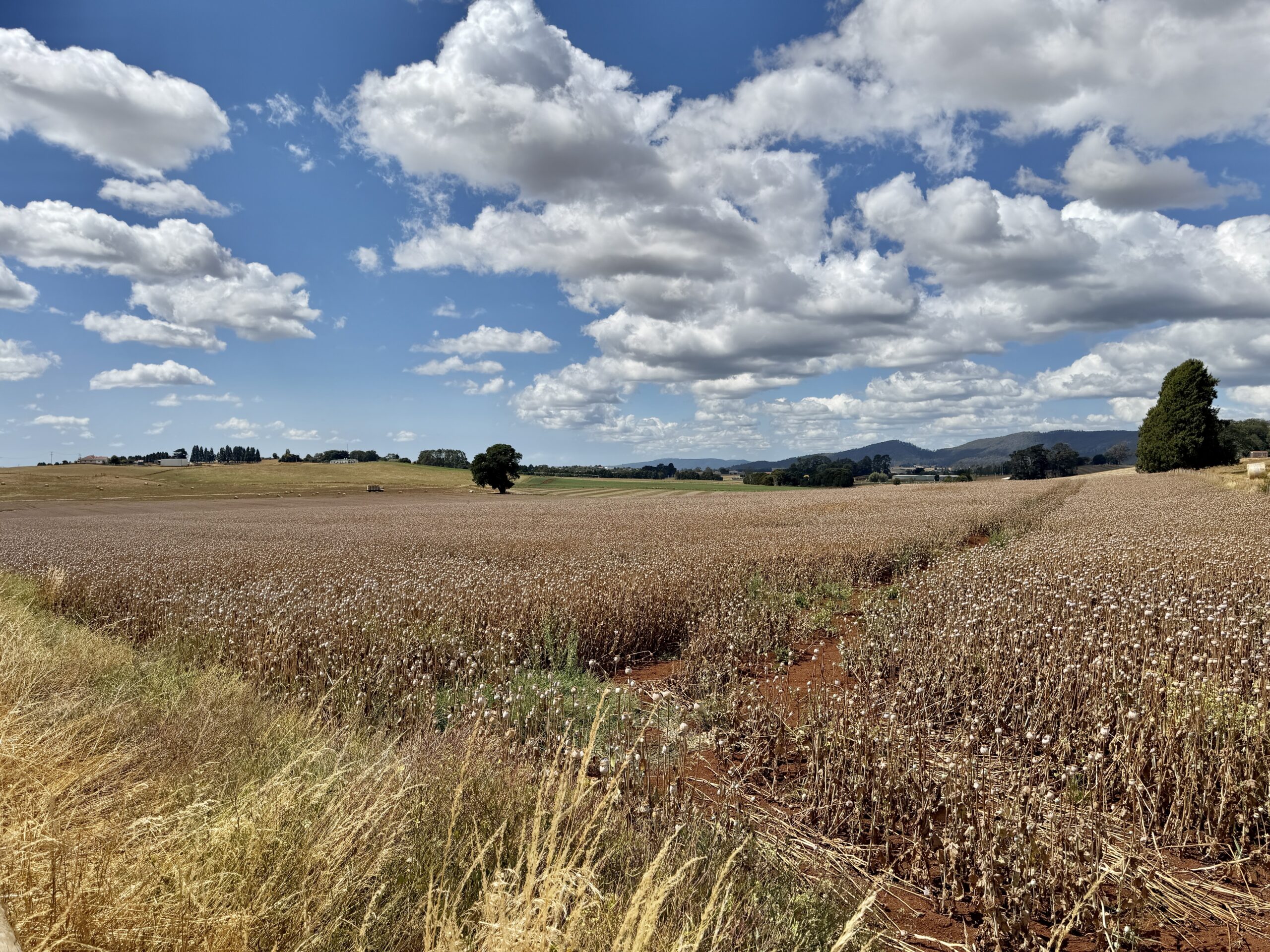 Die Felder mit den trockenen Mohnkaspeln schimmern bläulich grau in der Landschaft