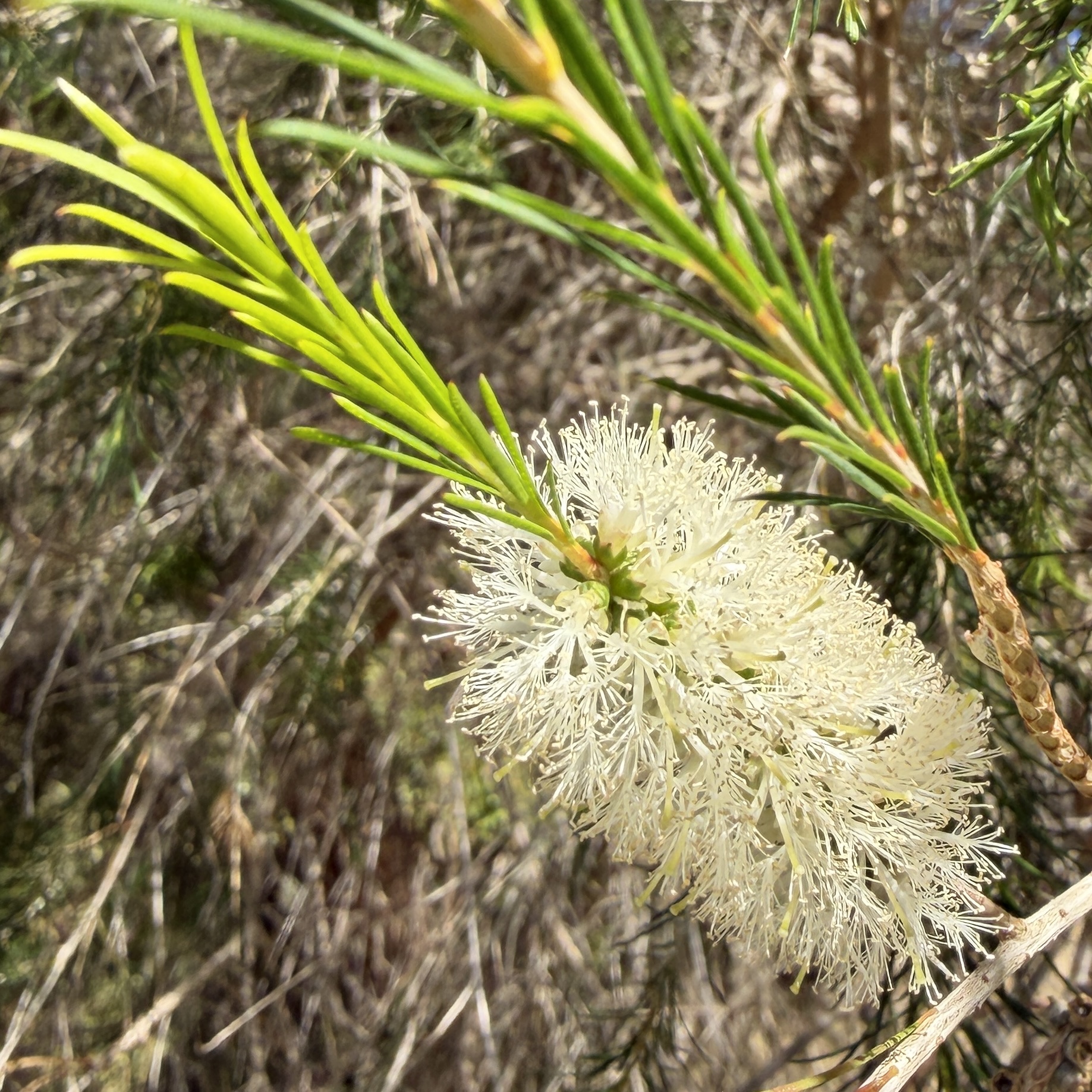 Weisser Flaschenputzer