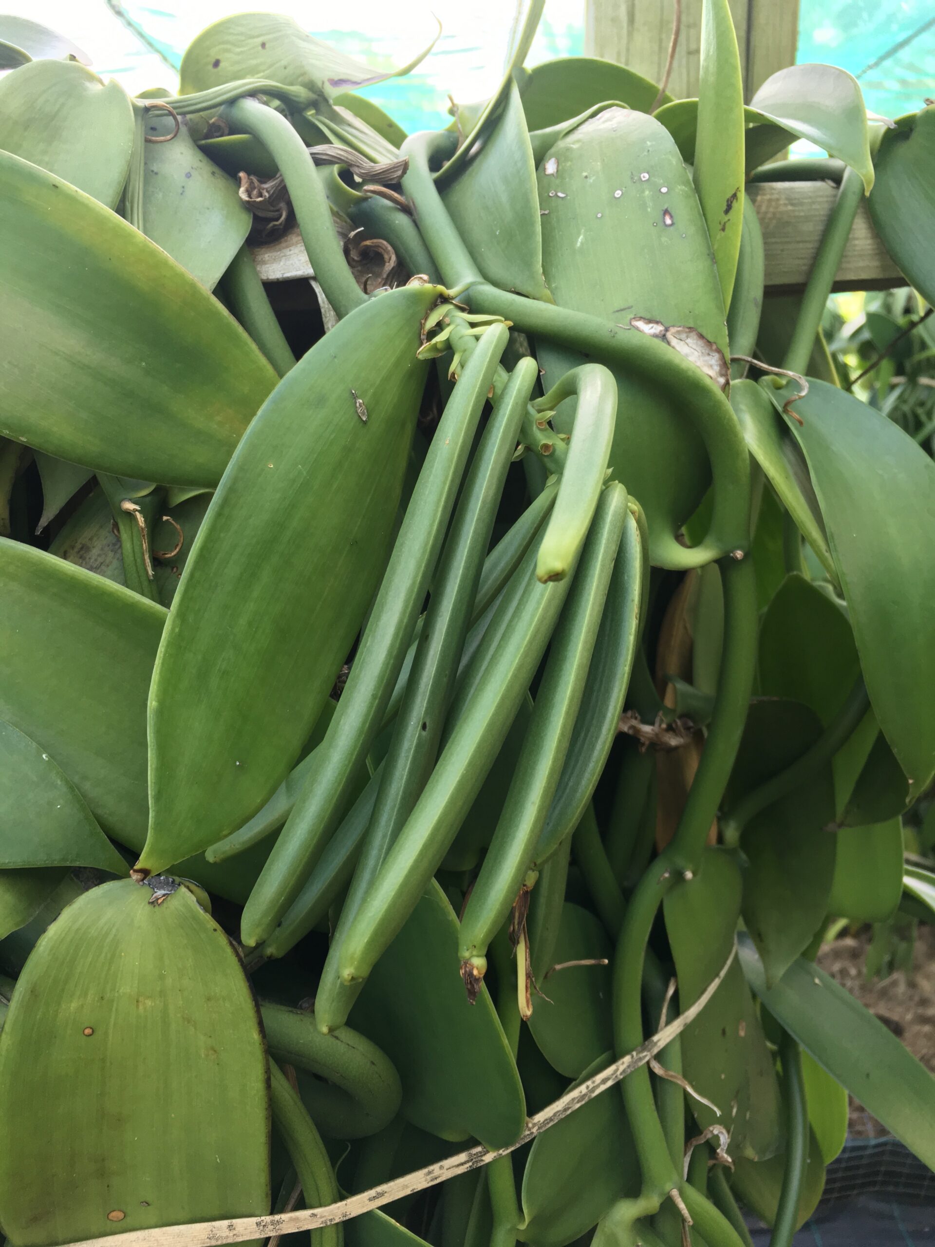 Grüne Vanilleschoten, zwei Jahre vor Genussreife