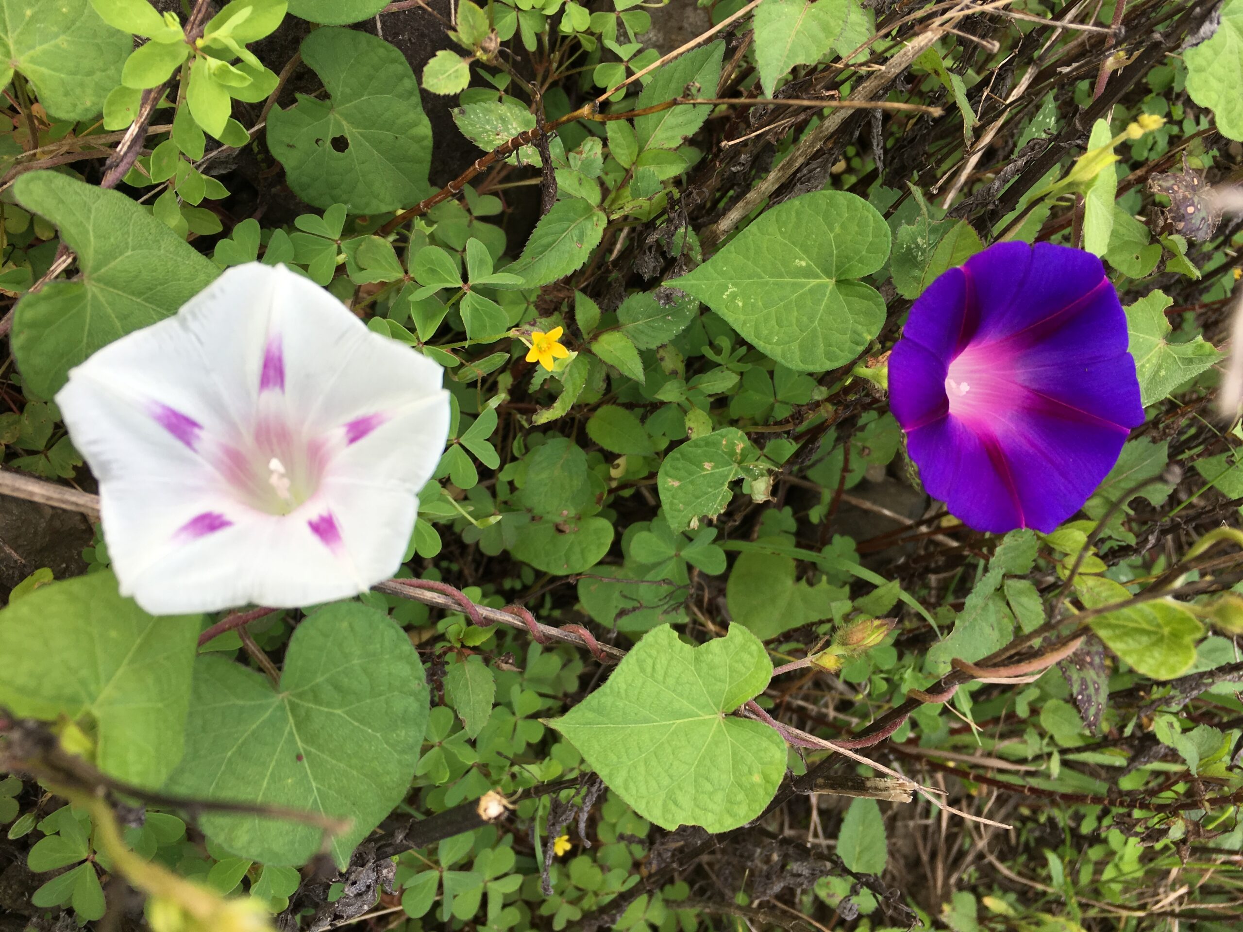 Winden von weiss über rosa bis violett
