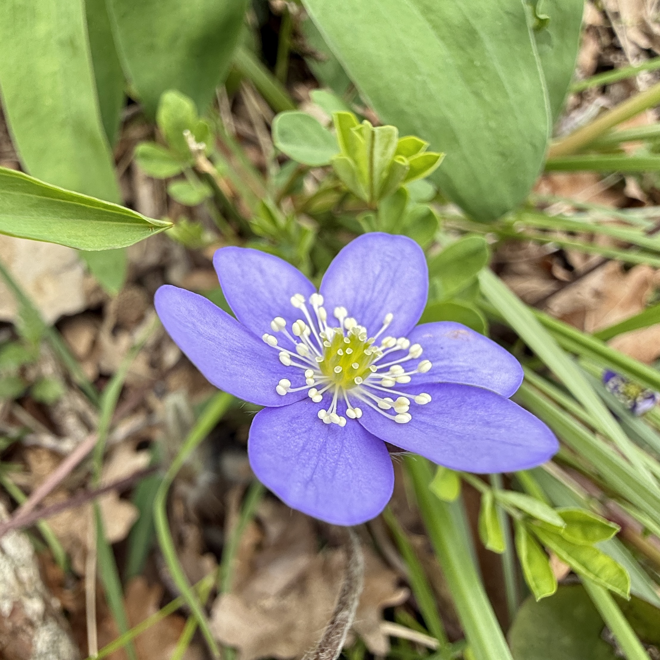 Leberblümchen