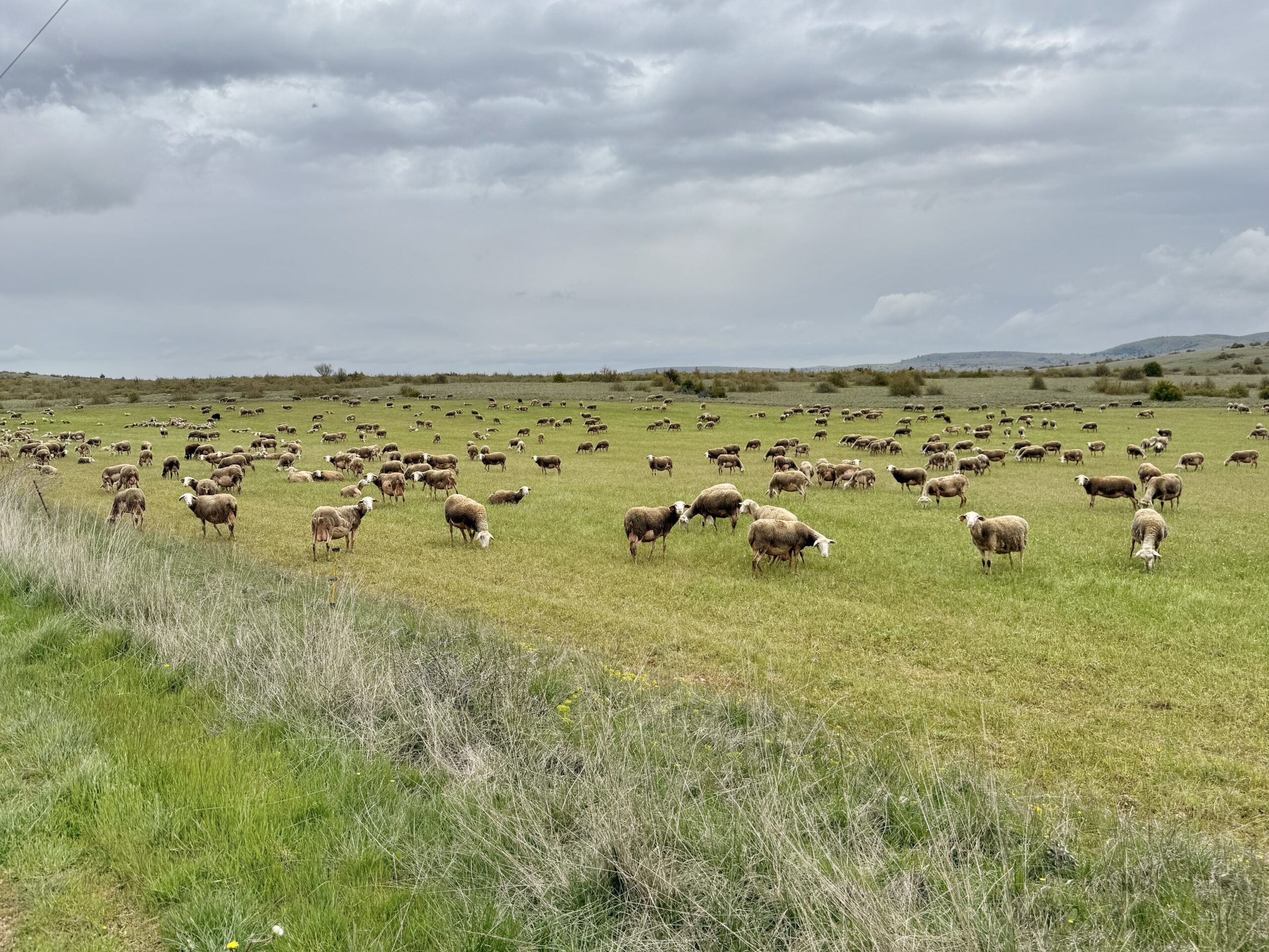 Die Schafe vom Plateau du Larzac