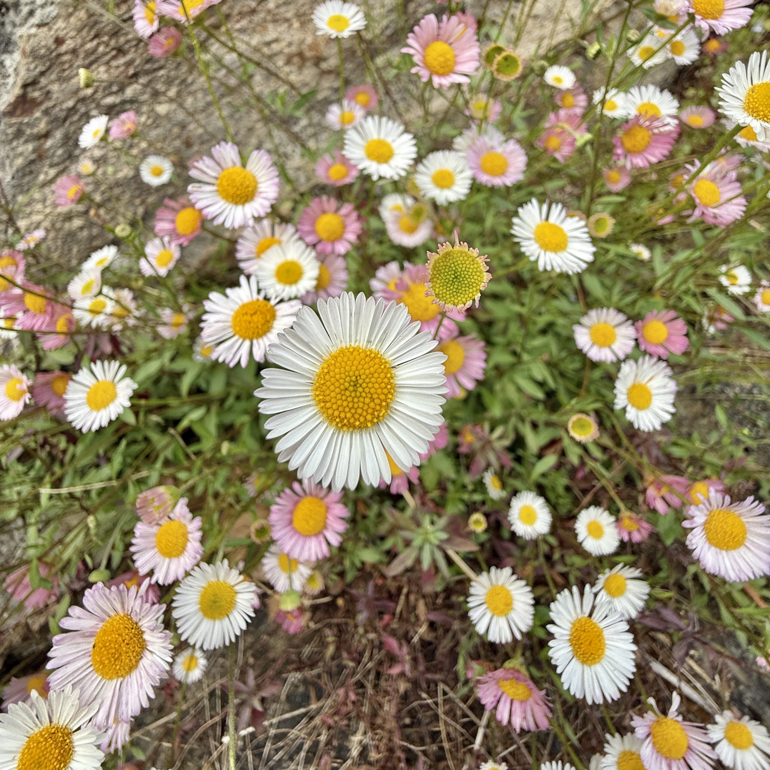 Gänseblümchen