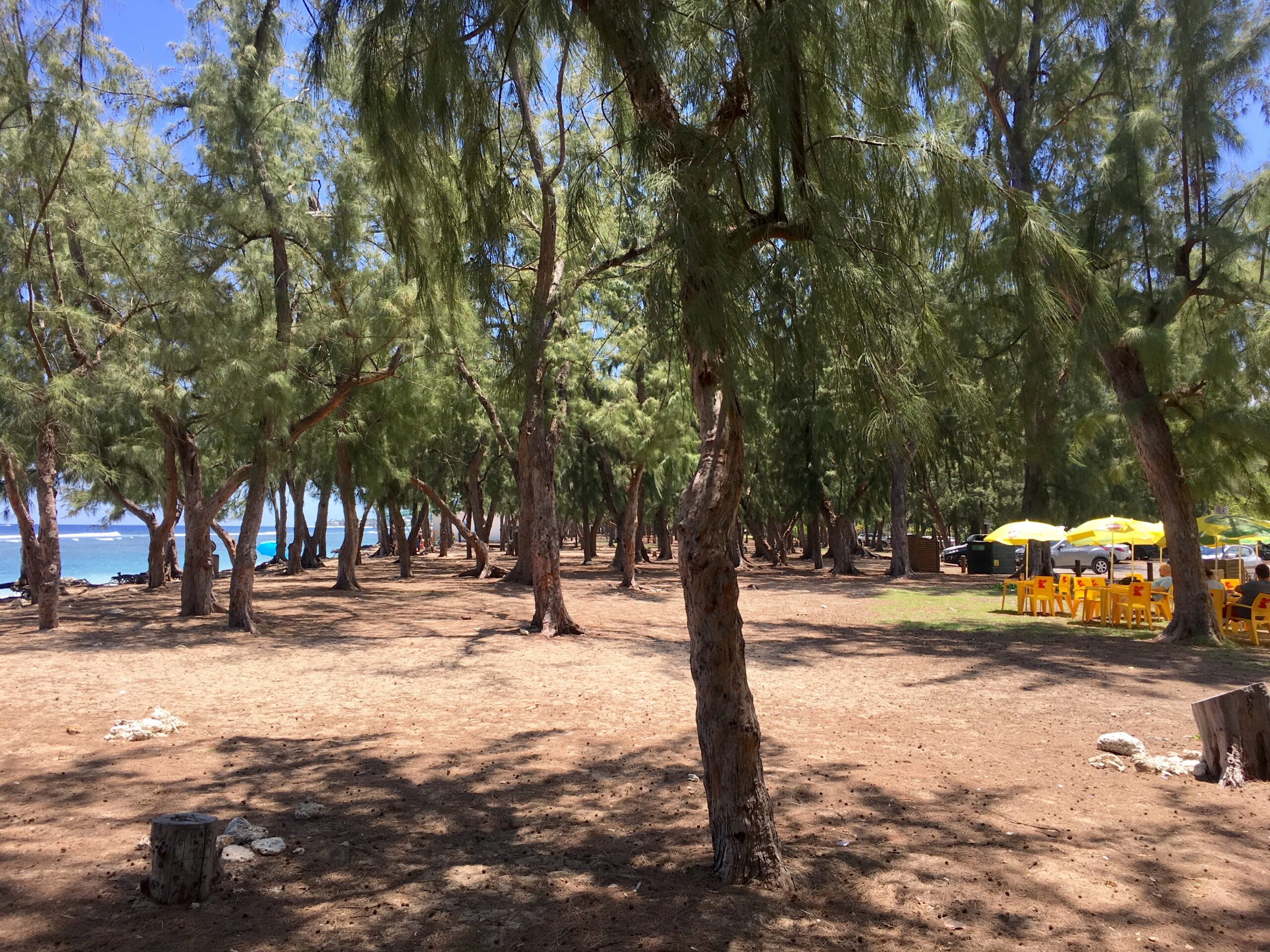 Strandwald ohne Pique-Niqueurs