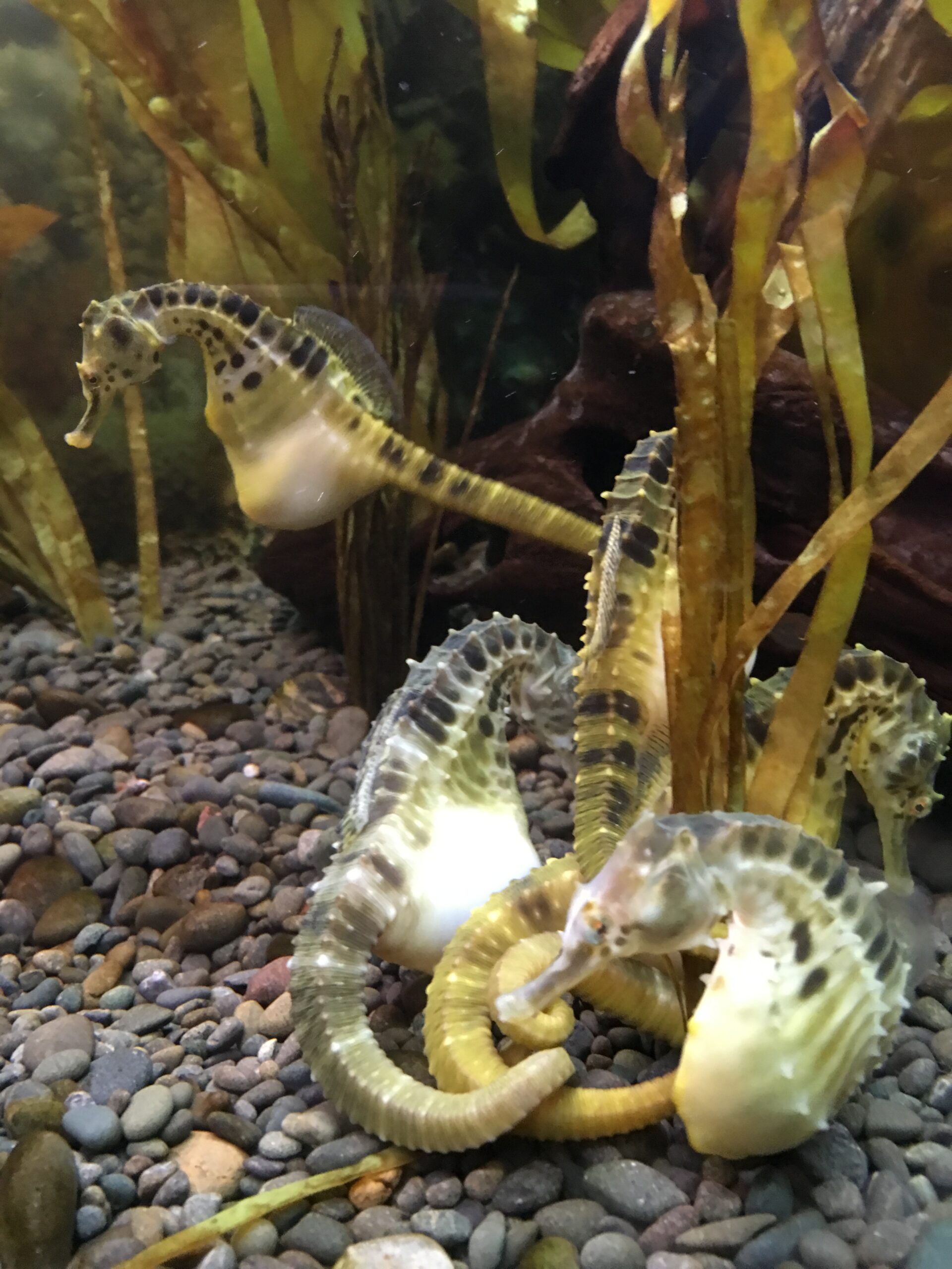 Seahorses