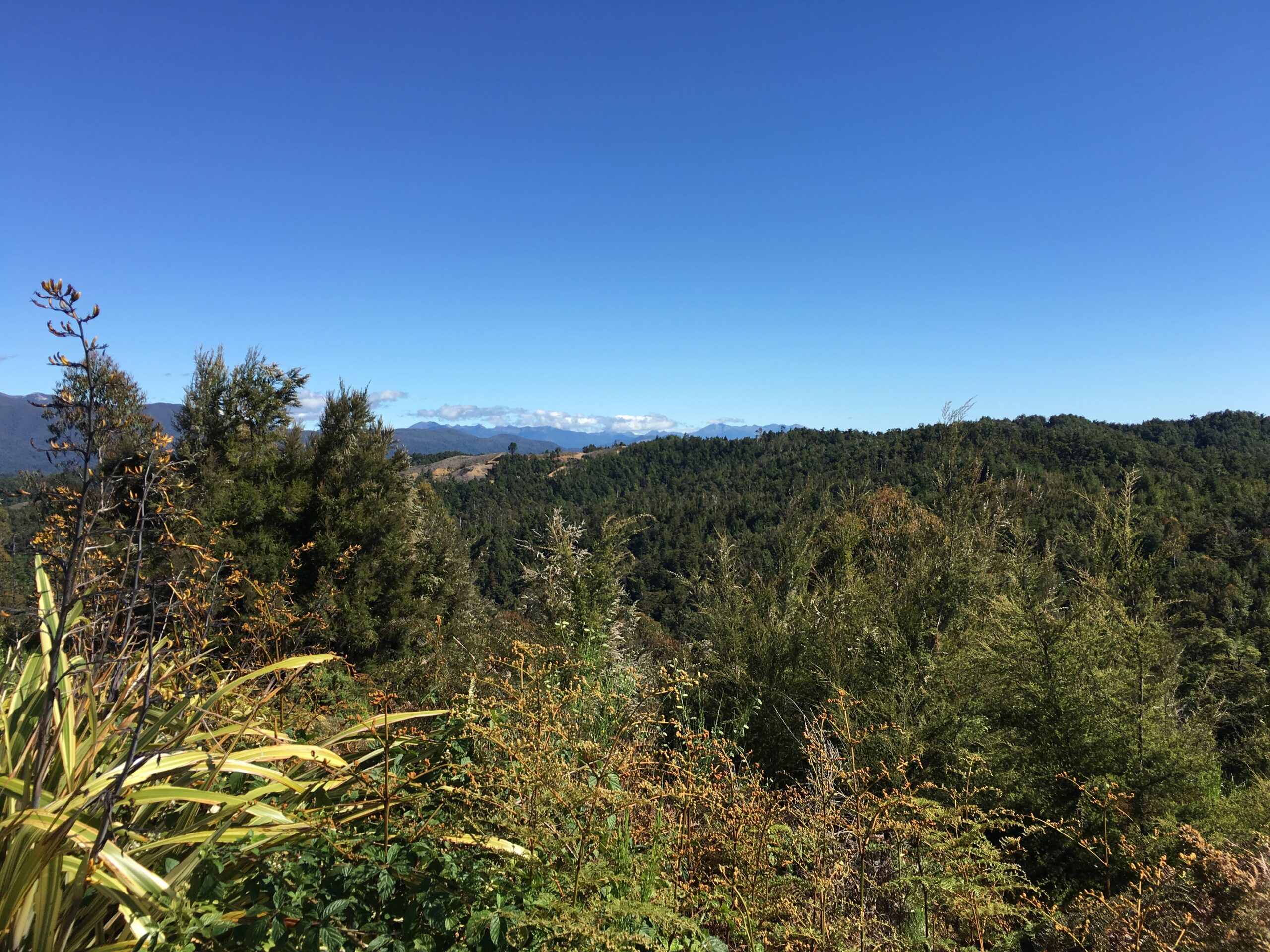 Forest in Tasman