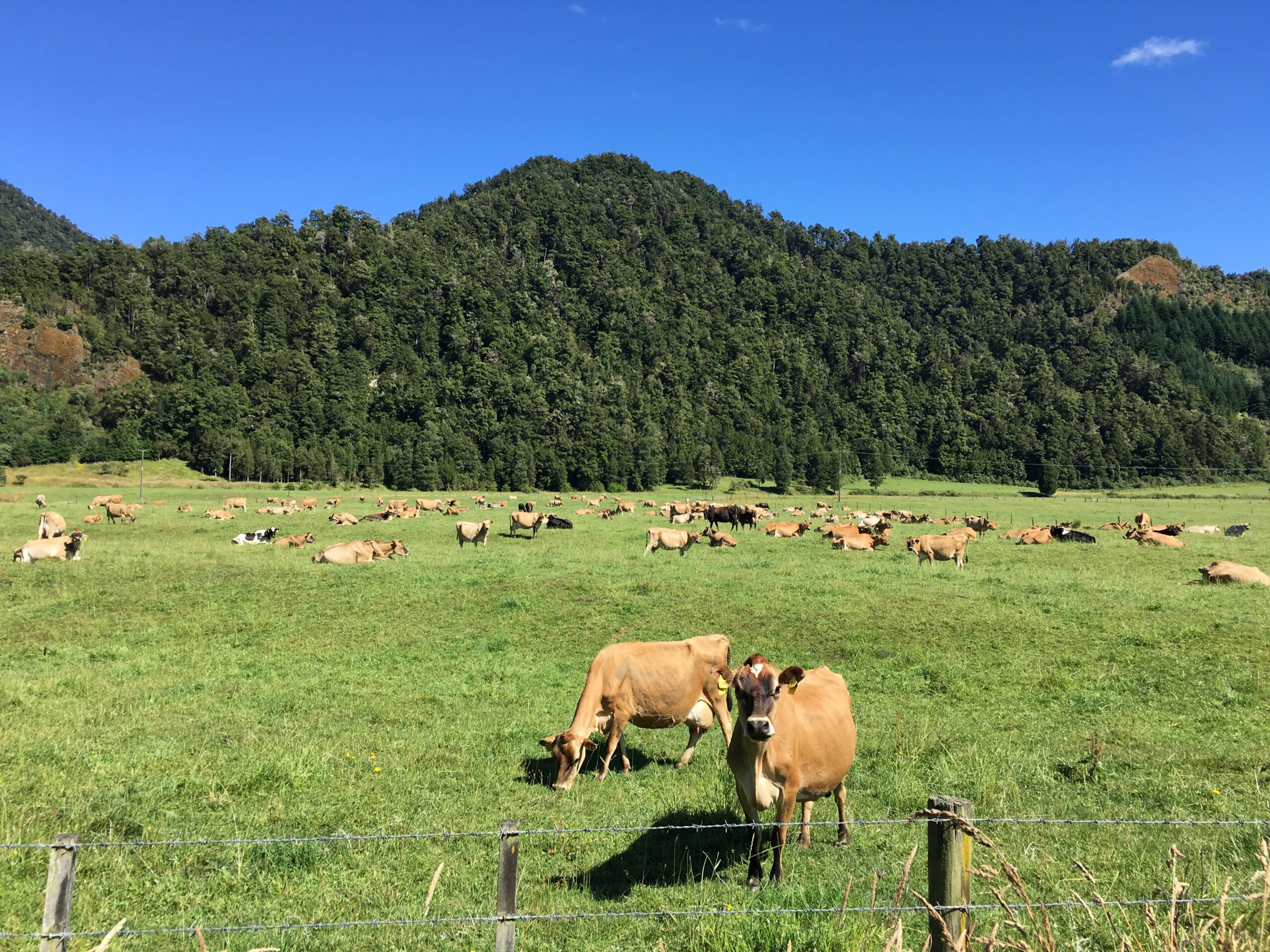 Cows near Berlins