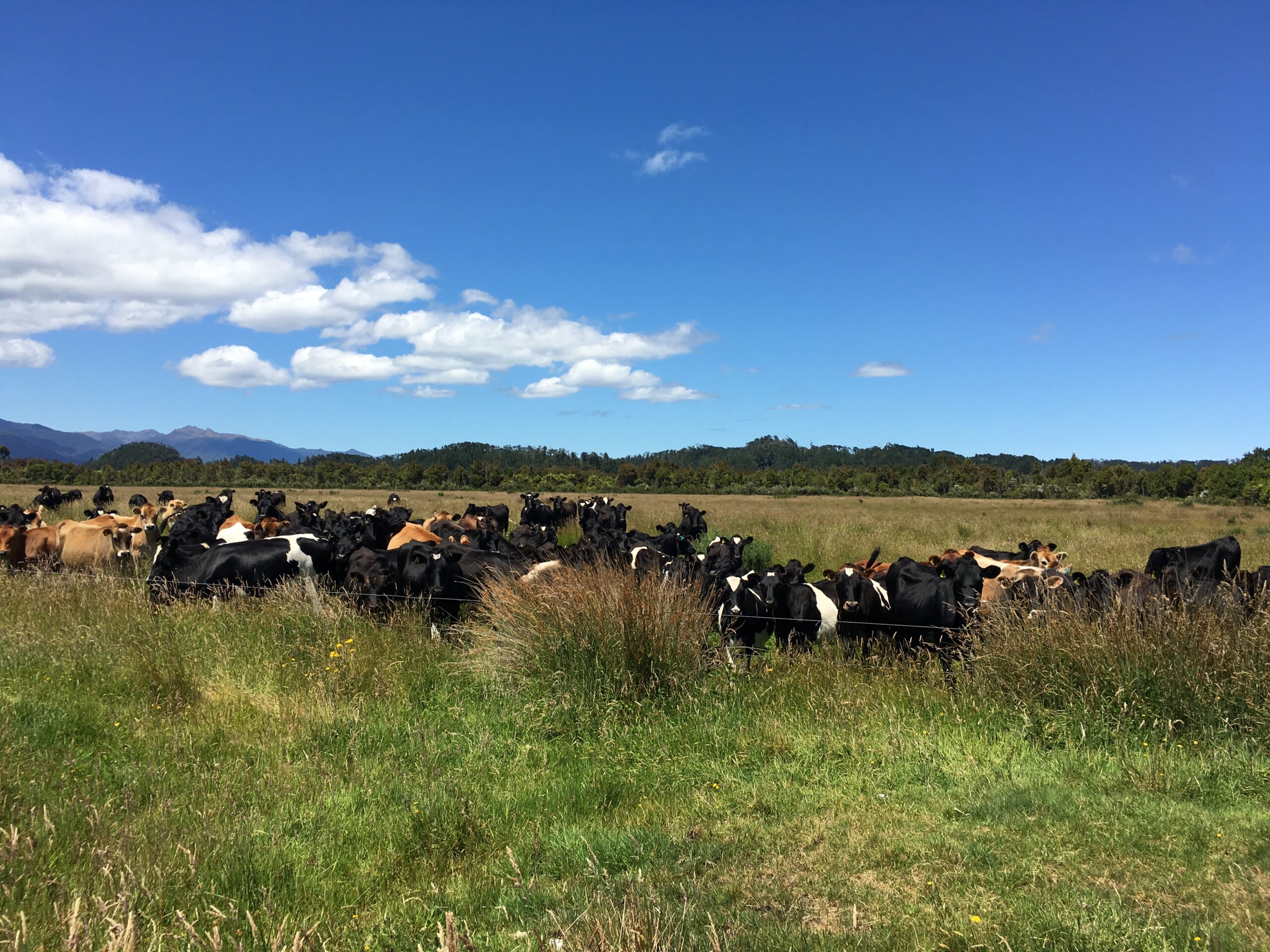 More cows