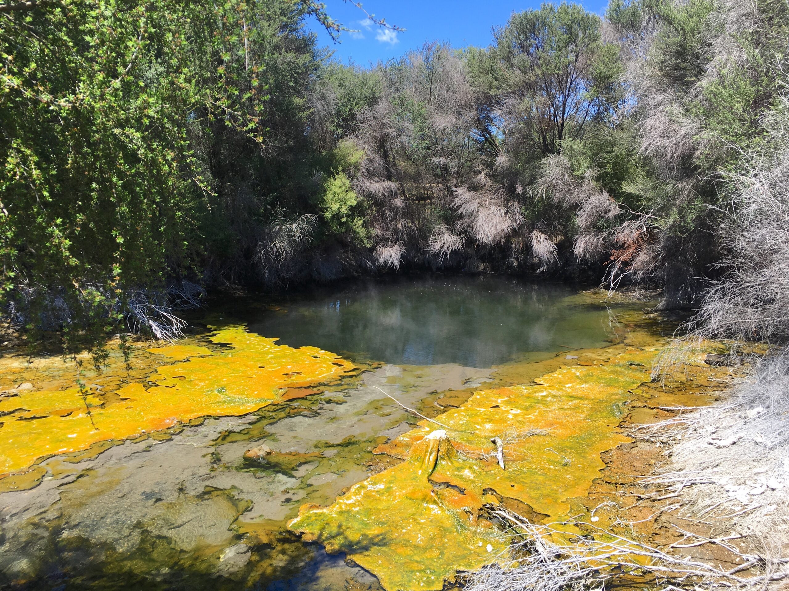 Mud pools in Kuirau park