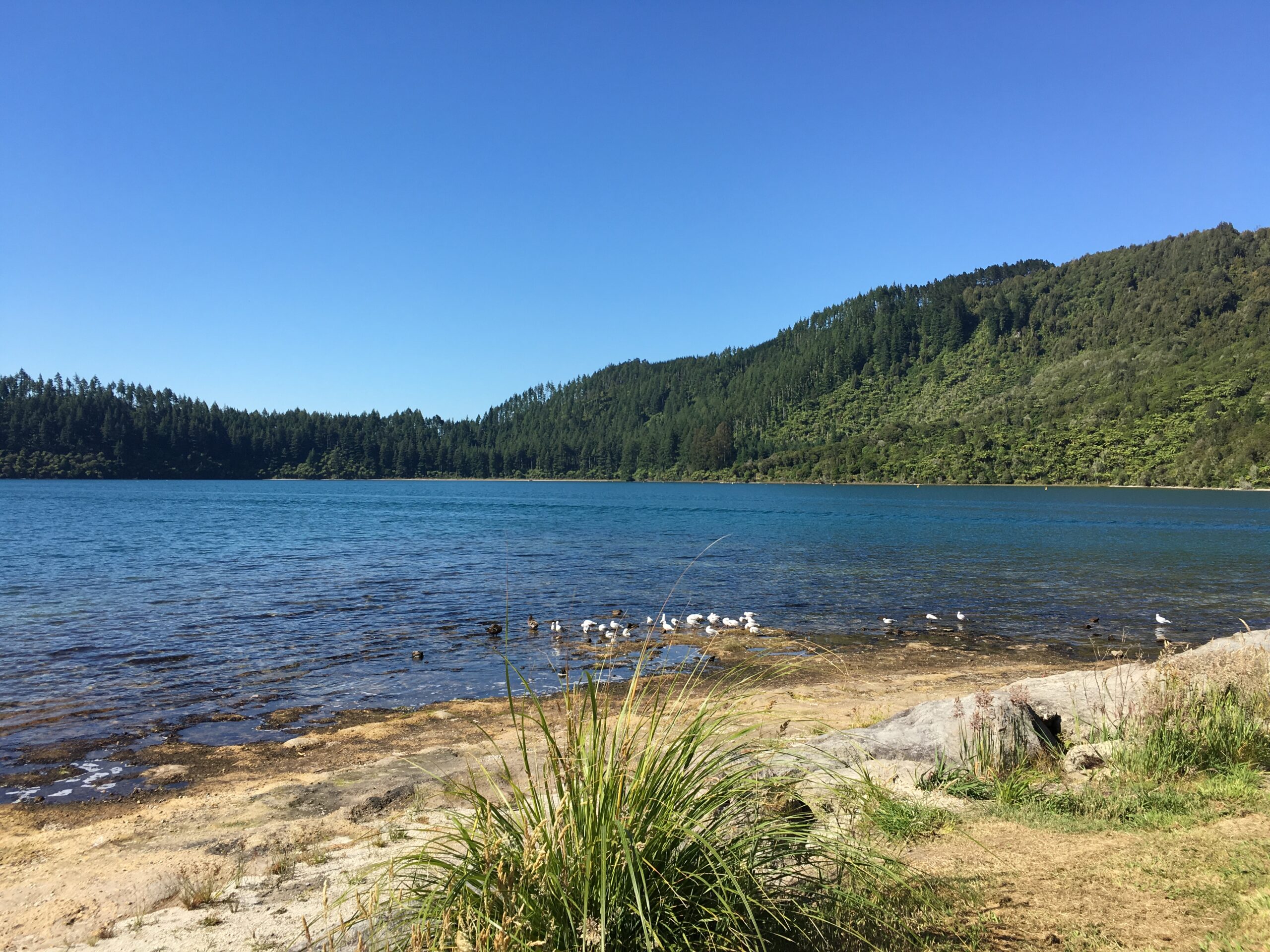 Lake Tikitapu - Blue Lake